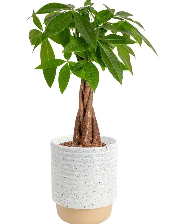 Money Tree (Pachira Aquatica) - Feng Shui Prosperity Plant